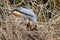 Crane Hawk on Fallen Log Digging for Food