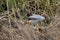 Crane Hawk on Fallen Log Peering in the Vines