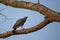 Crane Hawk on Forked Tree Branch at Dusk