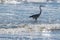 The Crane Hunting Fish in the Surf