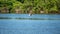 Crane in low flight over water