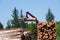 Crane operator loading logs on to truck