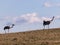 Crane pair silhouettes