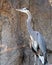 Crane Peers Curiously with Rock Background