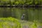 Crane perched by estuary alert for a fish with tall grass and green water - delective focus