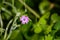 Crane`s bill geranium Geranium molle wildflower blooming in San Francisco bay area, California