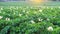 Crane shoot of a blooming potato field at morning, rural scene.