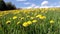 Crane shot of dandelion meadow during early summertime