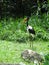 Crane in the Singapore zoo beautiful bird