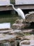 Crane stance on rocks in fish pond