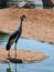 Crane walking on the edge