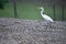 Crane walks near water in park