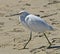 Crane white feathered bird beach