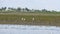 Crane or white heron stand on the Sivash lake, Kherson region, Ukraine.
