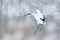 Crane, winter scene with snowflakes. Wildlife scene from snowy nature. Two Red-crowned cranes in snowy meadow, Hokkaido, Japan. C