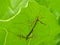 Craneflies Mating