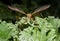 Cranefly on Borecole