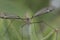 Cranefly close up