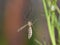 Cranefly diptera Tipula paludosa closeup