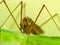 Cranefly On A Leaf