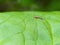 Cranefly On Leaf