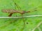 Cranefly On Leaf 2