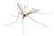 Cranefly species Tipula oleracea