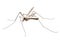 Cranefly species Tipula oleracea