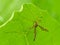 Cranefly Under Leaf