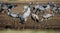 Cranes on arable field. Common Crane or Eurasian crane