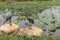 Cranes Copper carving-Nanchang like Lake Wetland Park