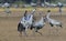 Cranes dancing in the field.