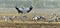 Cranes dancing in the field. common crane Grus grus, Eurasian crane.