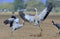 Cranes dancing in the field. The common crane Grus grus, Eurasian crane.