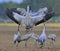 Cranes dancing in the field. The common crane, Grus grus,Eurasian crane.