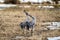 Cranes  doing mating dance in a field during the spring season. Common Crane or Eurasian crane, Scientific name: Grus grus, Grus