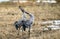 Cranes  doing mating dance in a field during the spring season. Common Crane or Eurasian crane, Scientific name: Grus grus, Grus