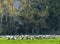 Cranes in a field foraging. Common Crane, Grus grusÑŽ