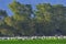 Cranes in a field foraging. Common Crane, Grus grusÑŽ