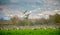 Cranes in a field foraging. Green grass background.