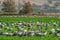 Cranes in a field foraging. Green grass background. Common Crane, Scientific name: Grus grus, Grus communis. Cranes Flock on