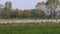 Cranes in field near the Guenzer See, Germany