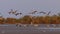 Cranes In Flight, Birds, Fly, Flying, Slow Motion Image