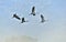 Cranes in flight. Common Crane, Grus grus or Grus Communis.