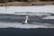 The cranes fly on the frozen river, unknown steppe, Ovorkhangai, Mongolia.