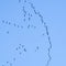 Cranes formation flight, migration birds, flying cranes