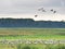 Cranes Grus grus at resting area in Western Pomerania lagoon area