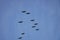 Cranes moving in formation in the sky. Migratory birds on the Darss