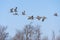 Cranes Taking Off Above the Cottonwoods