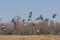 Cranes taking off from a Field